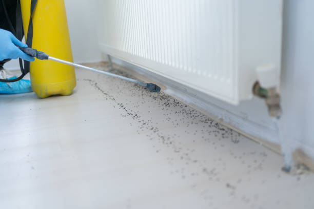 Best Affordable Pest Control Services  in Audubon, IA